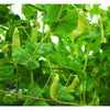 Golden Sweet Snow Pea (Heirloom 67 Days) - Vegetables