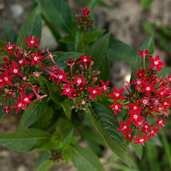 penta flower seeds Graffiti Bright Red Pentas