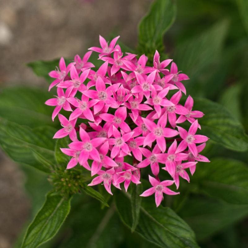 Graffiti Pink Pentas