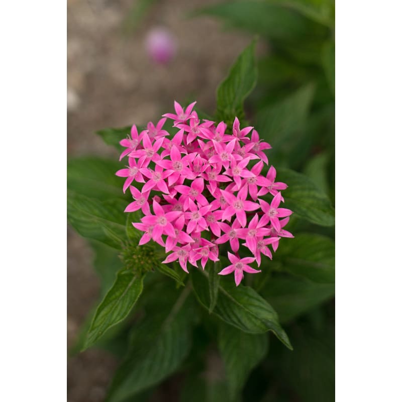 Graffiti Pink Pentas