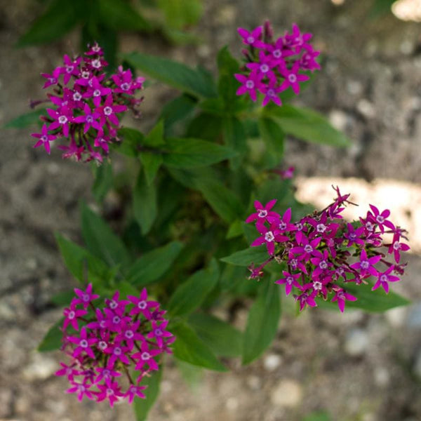 Graffiti Violet Pentas – Pinetree Garden Seeds