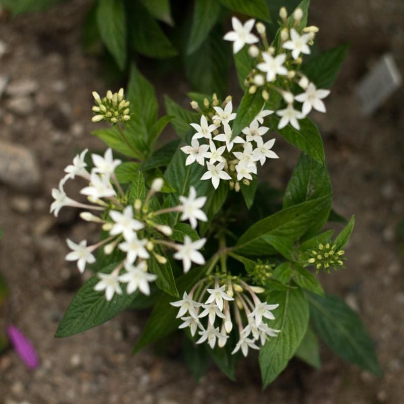 Graffiti White Pentas