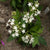 Graffiti White Pentas