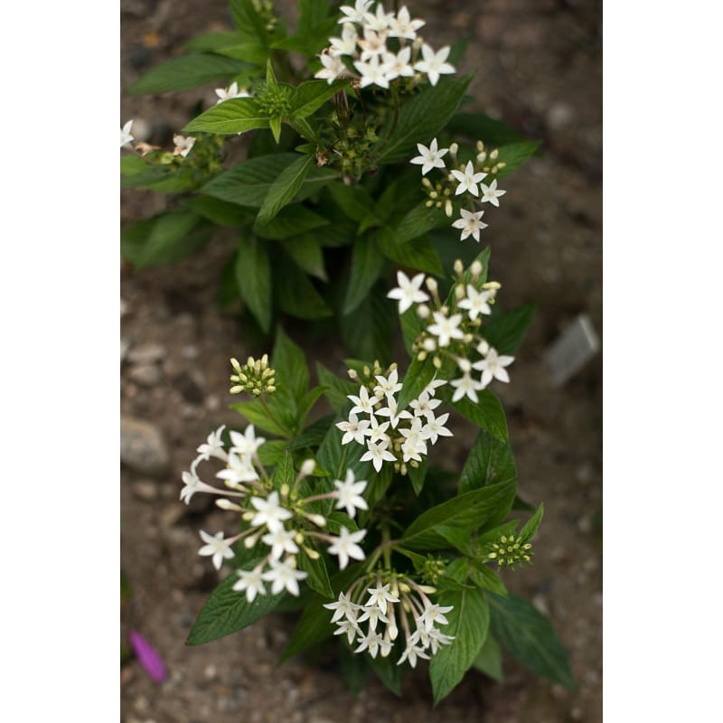 Graffiti White Pentas