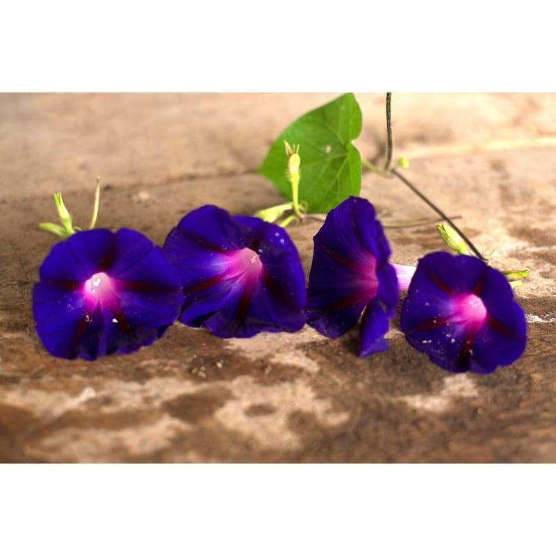 Grandpa Otts Morning Glory - Flowers