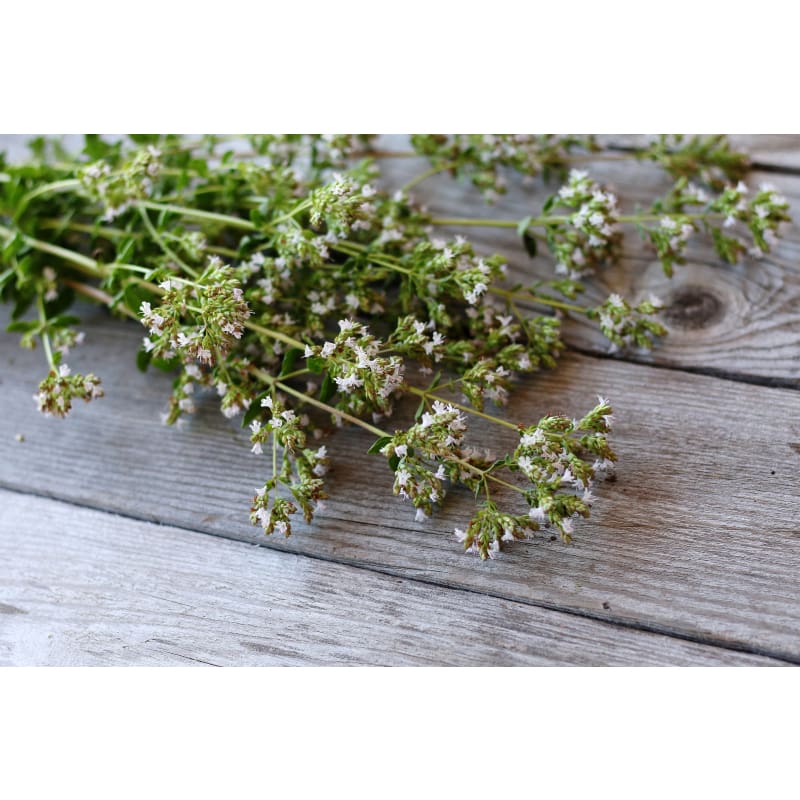 Greek Oregano
