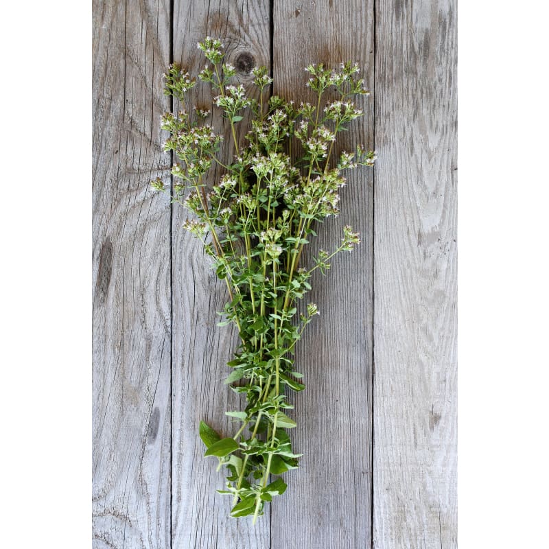 Greek Oregano