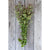 Greek Oregano