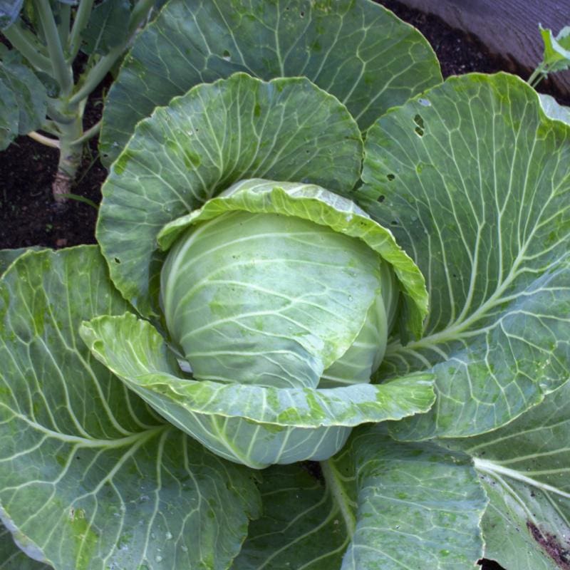 Green Express Cabbage (Organic Heirloom 50 Days)