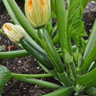Green Machine Zucchini (Organic F1 Hybrid 45 Days) - Vegetables