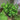 GREEN PEAS SHOOTS - Vegetables