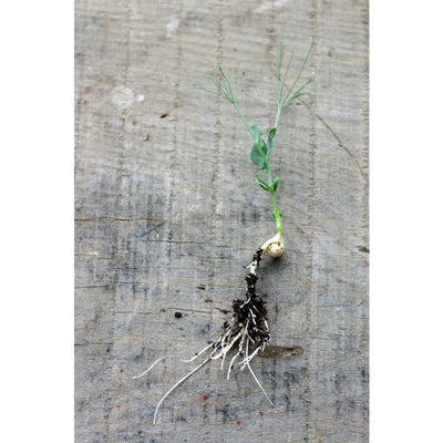 Green Peas Shoots - Vegetables