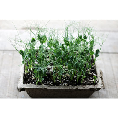 Green Peas Shoots - Vegetables