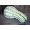 Green Striped Cushaw Winter Squash (Heirloom 105 Days) - Vegetables