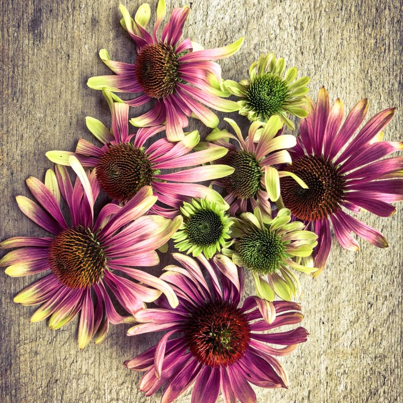 Green Twister Echinacea