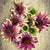 Green Twister Echinacea