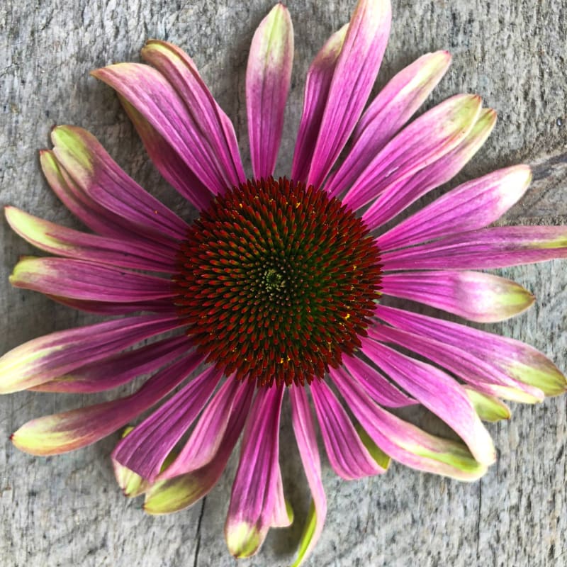 Green Twister Echinacea