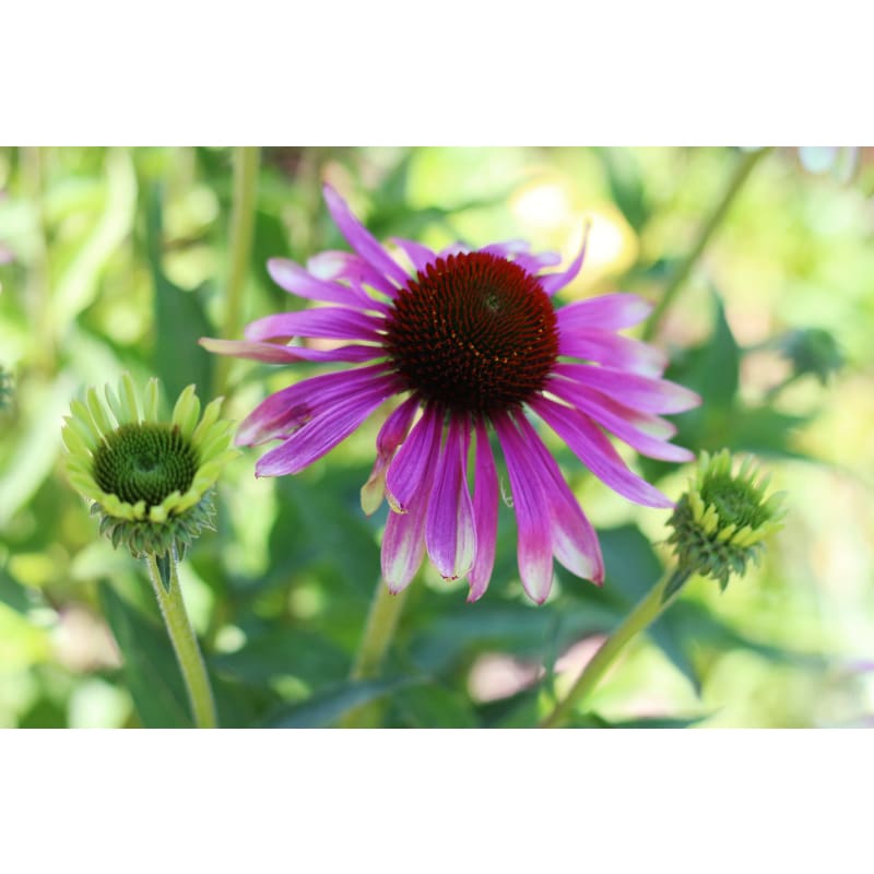 echinacea green envy seeds Green Twister Echinacea