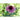 Green Twister Echinacea - Flowers