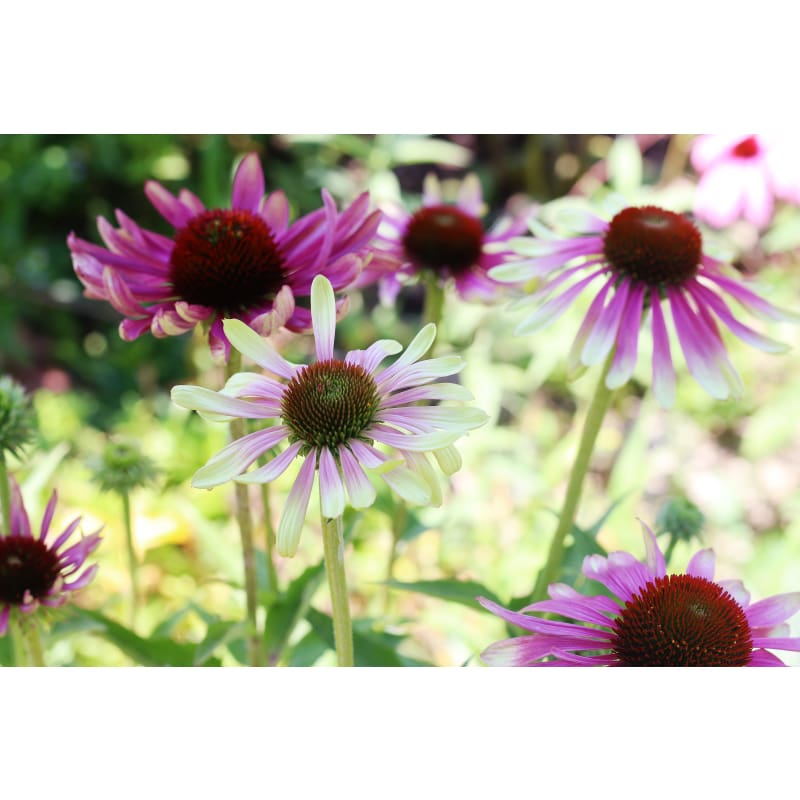 echinacea green envy seeds Green Twister Echinacea