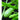 Green Vegetable Marrow Summer Squash (Heirloom 56 Days) - Vegetables