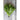 Green Wave Mustard (50 Days) - Vegetables