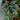 Gryphon Begonia - Flowers