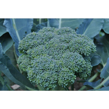 Gypsy Broccoli (F1 Hybrid 57 Days) - Vegetables