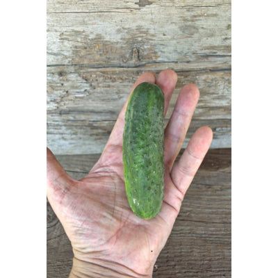 H-19 Little Leaf Cucumber (Organic 57 Days) - Vegetables