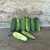 H-19 Little Leaf Cucumber (Organic 57 Days) - Vegetables