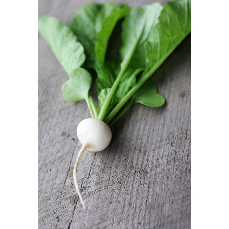 Hailstone Radish (Heirloom 25 Days) - Vegetables
