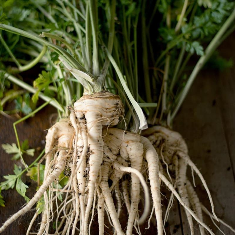 Hamburg Rooted Parsley Root (Heirloom 90 Days) - Vegetables