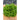 HANSON LETTUCE (heirloom) (65 Days) - Vegetables