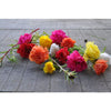 Happy Trails Mix Portulaca - Flowers