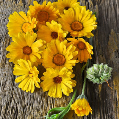Healing Herbs Garden Kit - Seed Collections