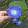 Heavenly Blue Morning Glory - Flowers