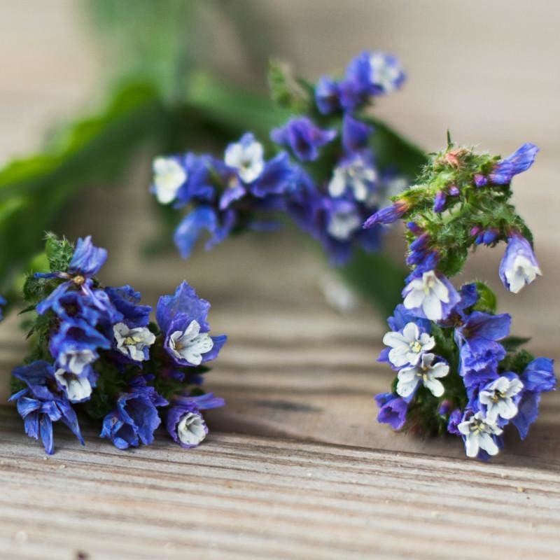 Heavenly Blue Statice - Flowers