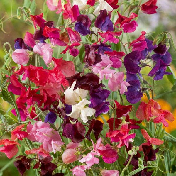 sweet pea flower seeds Heirloom Mix Sweet Pea – Pinetree Garden Seeds