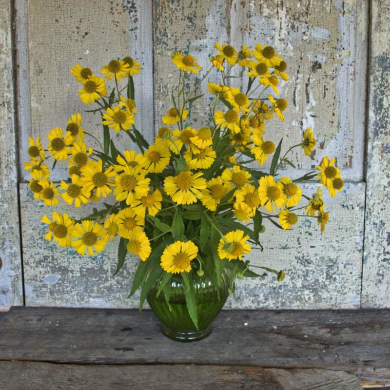 helium plant seeds Helen's Flower Helenium – Pinetree Garden Seeds