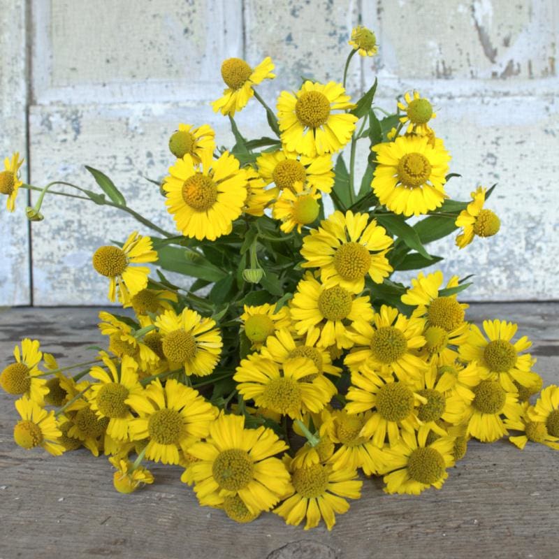 helenium flower seeds Helen's Flower Helenium – Pinetree Garden Seeds