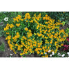 Hello Yellow Milkweed - Flowers