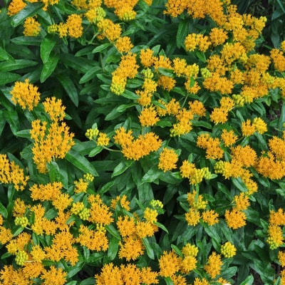 Hello Yellow Milkweed - Flowers