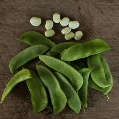 Henderson Bush Lima Bean (Heirloom 68 Days) - Vegetables
