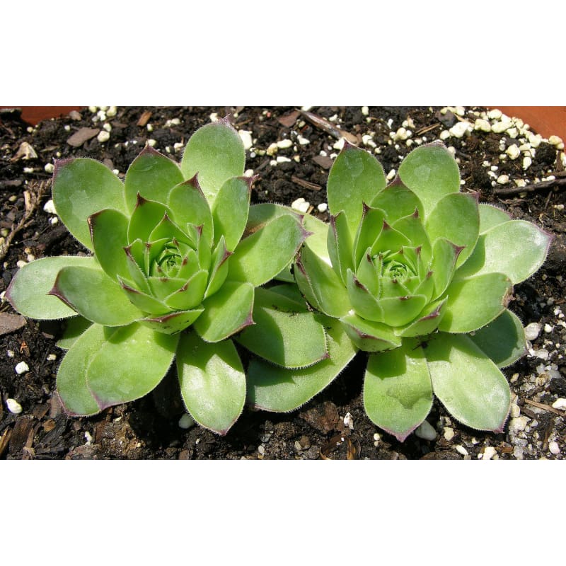 chickadee succulent Hens and Chicks – Pinetree Garden Seeds