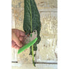 Herb Stripper/Chopper with Cover - Kitchen Gear
