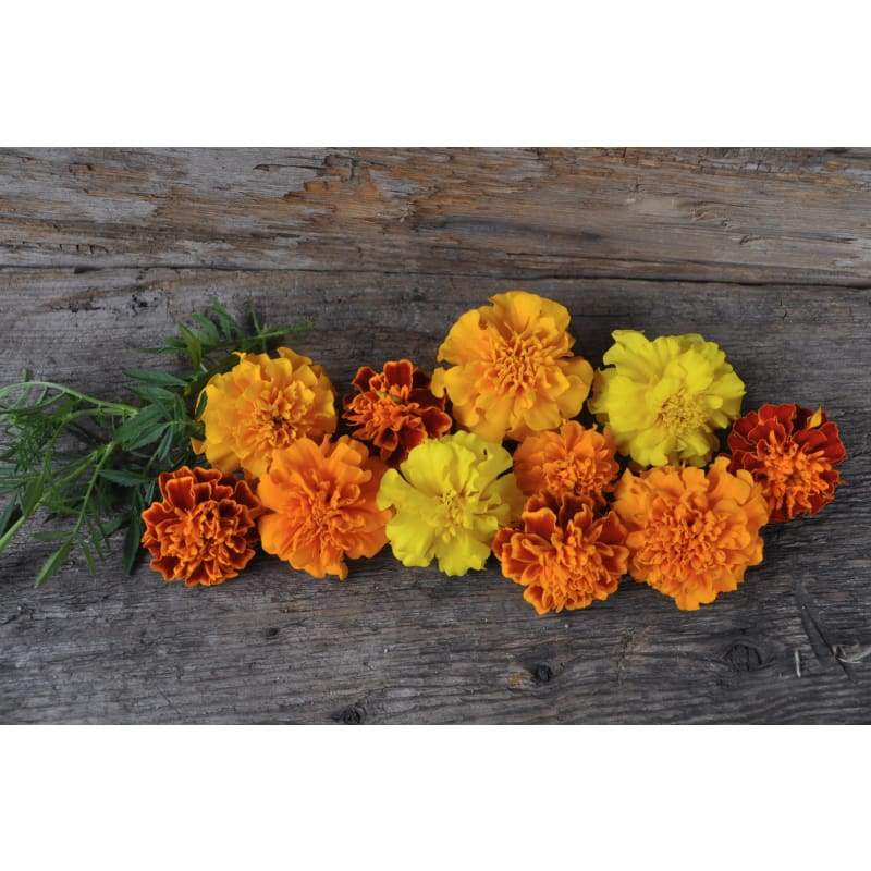 Hero Mix Marigold - Flowers