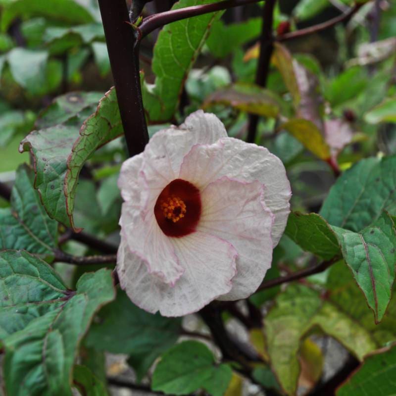 roselle seeds for planting Hibiscus-Roselle (90-120 Days) – Pinetree Garden Seeds