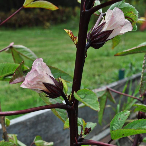 roselle plant seeds Hibiscus-Roselle (90-120 Days) – Pinetree Garden Seeds