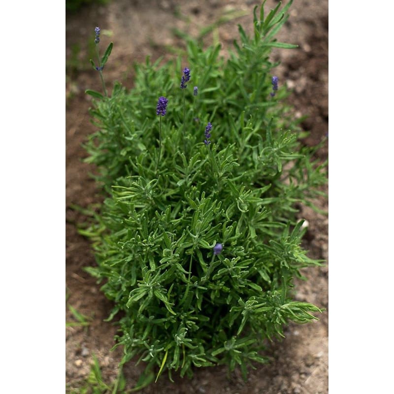 hidcote blue lavender plants Lavender 'Hidcote Blue'