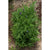 Hidcote Blue Lavender - Herbs